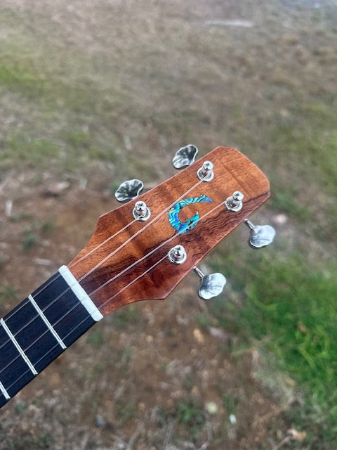 chocolate curly koa concert