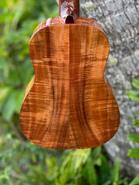 Curly koa tenor with a spruce top and shell binding