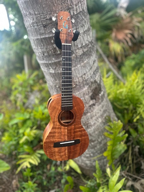 chocolate curly koa concert