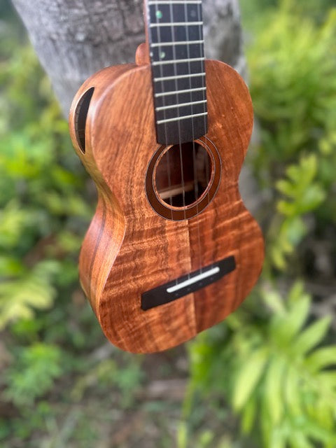 chocolate curly koa concert