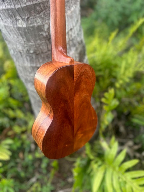 chocolate curly koa concert