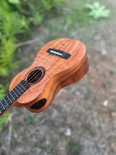 chocolate curly koa concert