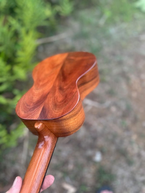 chocolate curly koa concert