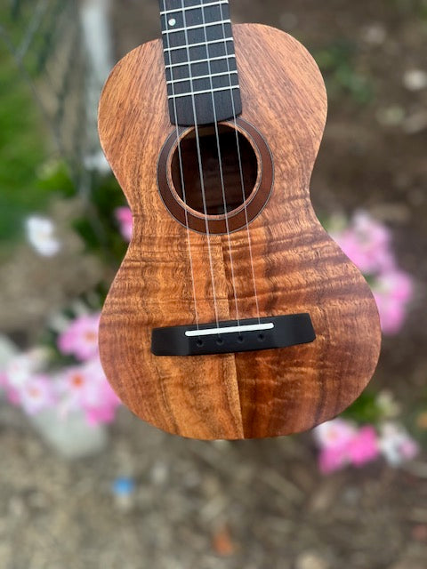 chocolate curly koa concert